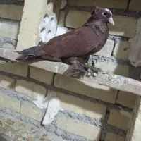 کبوتر