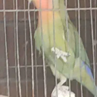 کوتوله ماده