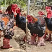 دانگ تائو.لگهورن.اوشامو.ماندارین