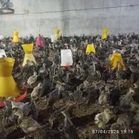 کود بوقلمون