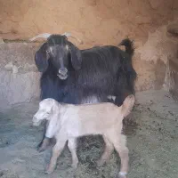 بز و بزغاله