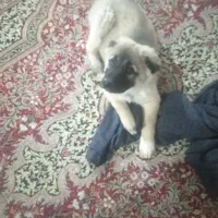 توله سه ماهه