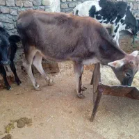 گوساله