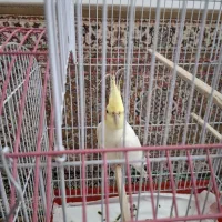 طوطی