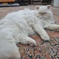 واگذاری گربه