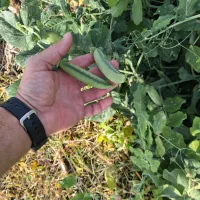 محصولات کشاورزی