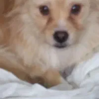 پامرروباه نر واگذاری فوری