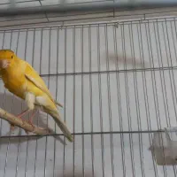 قناری رسمی بلند