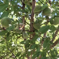 باغ آباد بارده با آب چاه عمیق روستای مزلقان