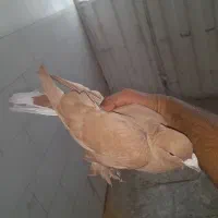 کفتر یا کبوتر