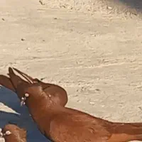 کبوتر