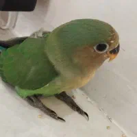 جوجه کوتوله