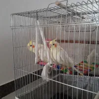 عروس هلندی