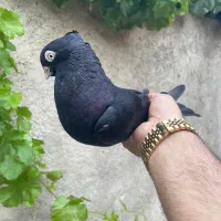زاغ ایونی فقط معاوضه بازاغ ماده