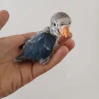 جوجه کوتوله