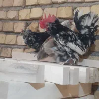 مرغ و خروس یوسل