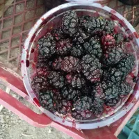 شاتوت شیرین علی آباد