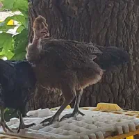 جوجه جهادی