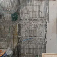 قفس مرغ عشق و عروس هلندی