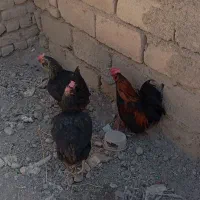 مرغ وخروس
