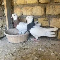 طوقی نر و ماده