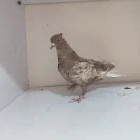 سرور دم سفید ماده