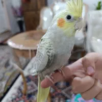 عروس هلندی گل باقالی ماده