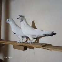 کبوتر