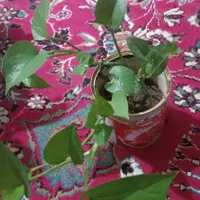 گل طبیعی|گل و گیاه طبیعی|ایذه, |دیوار