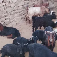 فروش بز گوسفند کوهی