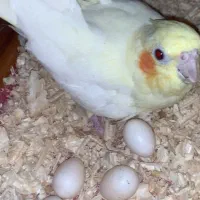 عروس هلندی با ۵ تا تخم