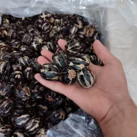 فروش عمده لیمو و زرشک اسلایس سیر