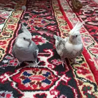 چند جفت پرنده به شرط مولد به فروش میرسد