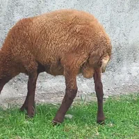 گوسفند زنده نر بره قربانی