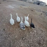 غاز