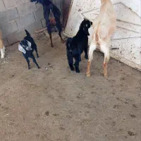 بز کهردار