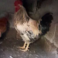 خروس فروشی