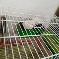 کوتوله برزیلی .دستی