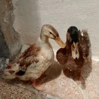اردک
