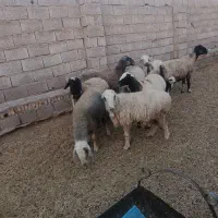 میش بره آبستن زاییده