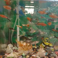 گوپی پلنت ، دم شمشیری فنس مولد و پیش مولد