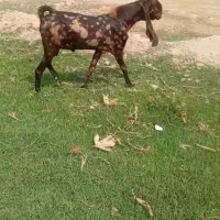 نربز افغانی