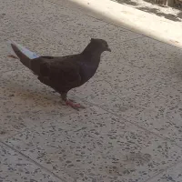 کبوتر