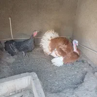 بوقلمون محلی  جوان نرو ماده