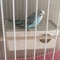 مرغ عشق ماده