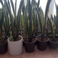گلهای آپارتمانی