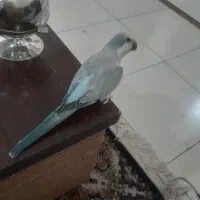 پرورش و تکثیر تخصصی طوطی راهب سوپر رام
