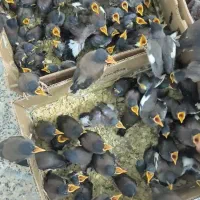 جوجه مینا افغانی چشم ستاره یی