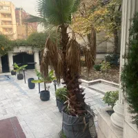 جردن ویلایی ۶۰۰ متر