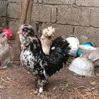 مرغ و خروس و جوجه کوشین و سلطان